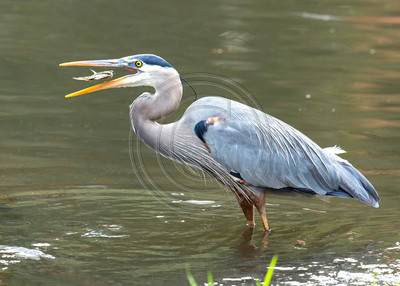 A Quick Bite - Great blue heron with fish
