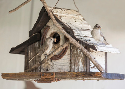 Proud new parents - pair of oak titmice with food for nestlings