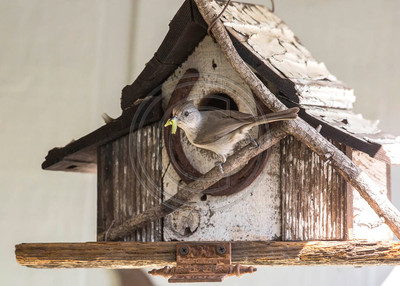 Rustling up some grub - male oak titmouse with food for nestlings