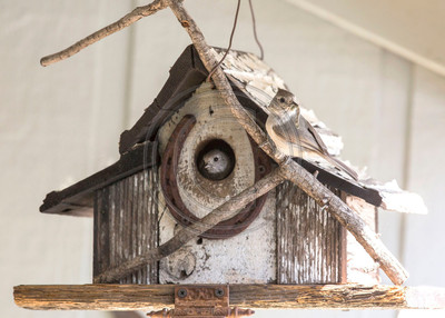 New parents - pair of oak titmice caring for nestlings