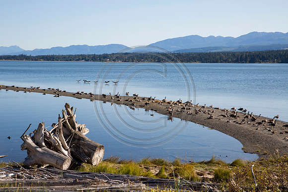 Canada geese on spit, Comox, BC