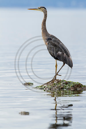 Great Blue Heron, Port Townsend