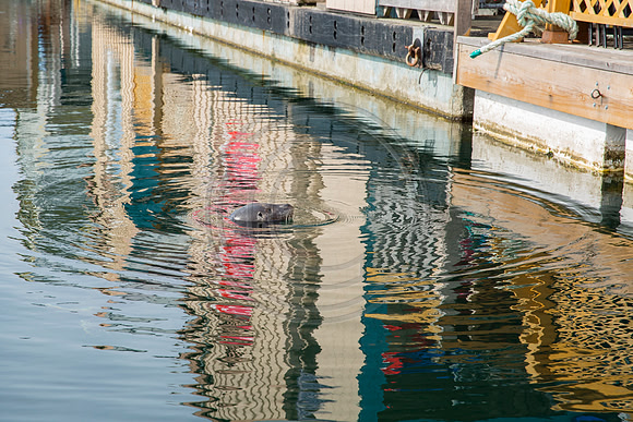 Harbor seal, Campbell River, BC