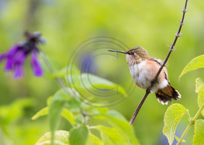 Guarding the Garden - Immature (hatch-year) Rufous hummingbird guarding flowers from competitors