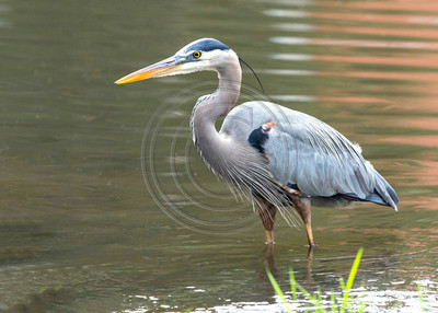 Great blue heron hunting