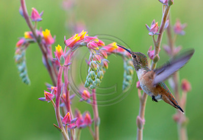 Heart's Desire - Allen's hummingbird feeding on flowering succulent