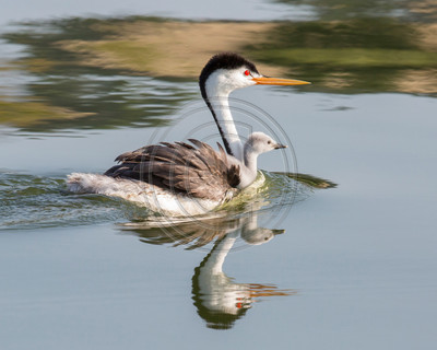 On Wings of Love - Clark's grebes