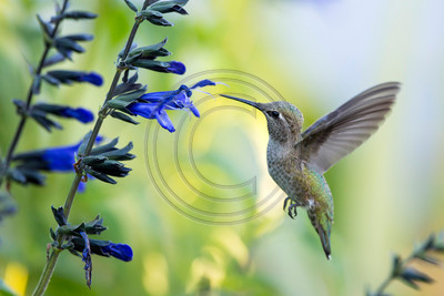 Anna's hummingbird & black & blue salvia