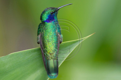 Green violetear, Costa Rica