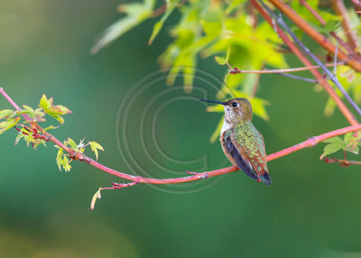 Looking Forward to Fall - Allen's Hummingbird in Coral Bark Japanese Maple