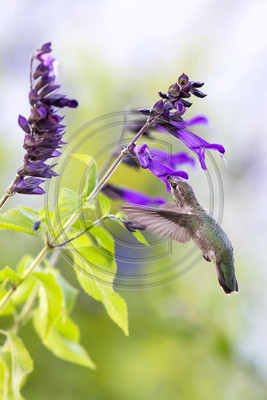 Dining at Dusk #2 - Anna's hummingbird and purple salvia (V)