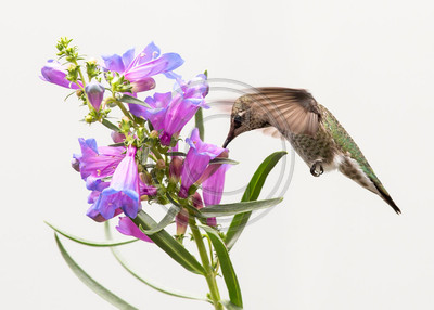 Native Beauty #2  - Anna's hummingbird feeding on Penstemon heterophyllus, a plant endemic to Calif