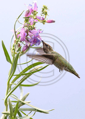 Native Beauty #1  - Anna's hummingbird feeding on Penstemon heterophyllus, a plant endemic to Calif
