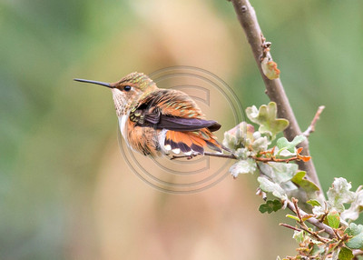 Out on a Limb - Young male Rufous hummingbird ready to defend its territory