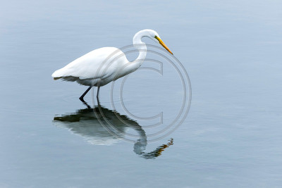 Reflections - Great egret, Bodega Bay