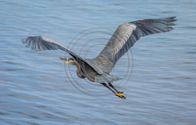 Wingspan - Great blue heron in flight