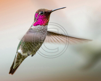 Anna's hummingbird in flight