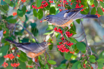 American robins eating pyracantha berries