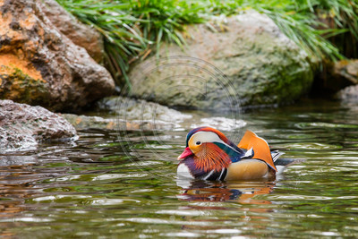 Mandarin duck (non-native; photographed at Safari West in Santa Rosa, CA)
