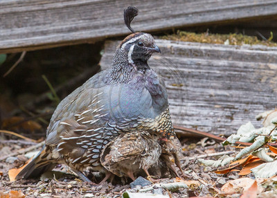 All Tucked In - Male California quail sheltering young