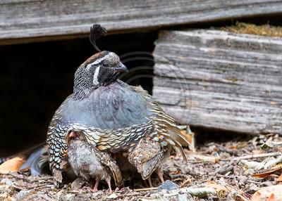 Male California quail with young