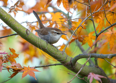 Bewick's wren in maple tree (H)