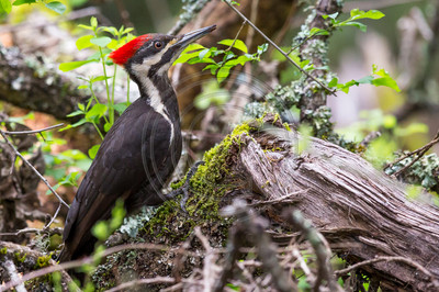 Pileated woodpecker (#4)