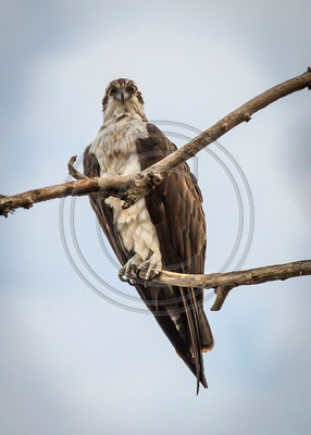 Osprey staredown