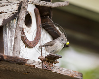 Oak titmouse with grub