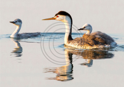 Clark's grebe family