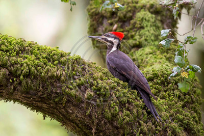 Pileated woodpecker (#3)