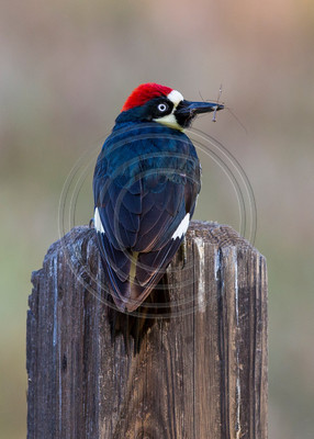 Acorn woodpecker, Pinnacles National Monument