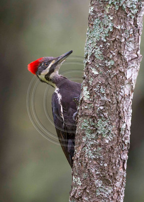 Pileated woodpecker (#2)