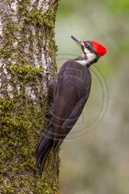 Pileated woodpecker (#1)