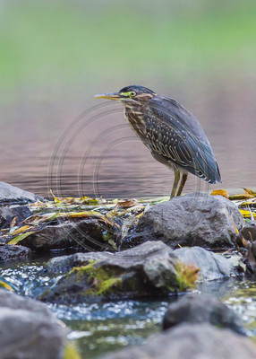 Green heron in pond