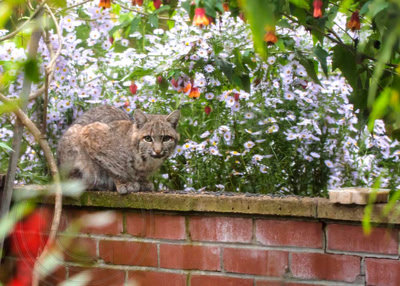 Surprise visitor - young bobcat in garden patio
