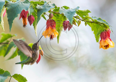 In Harmony - Anna's hummingbird feeding on abutilon
