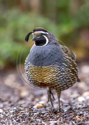 Struttin' His Stuff - male California quail