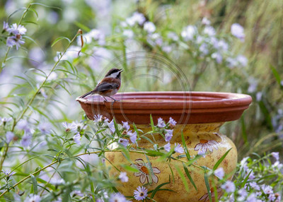 Morning Song -  Chestnut-backed chickadee on birdbath