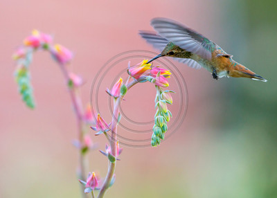 Avian Embrace - Allen's hummingbird & flowering succulent