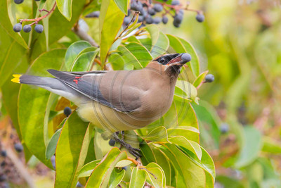Cedar waxwing with privet berry