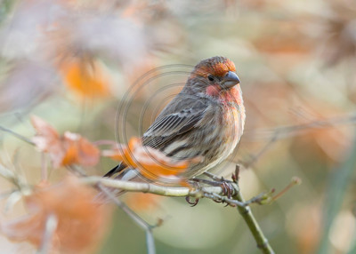 Commonly beautiful - House finch in autumn light