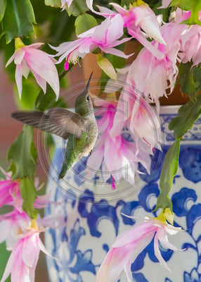 Anna's hummingbird feeding on Christmas cactus (V)