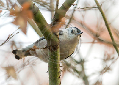 White-breasted nuthatch