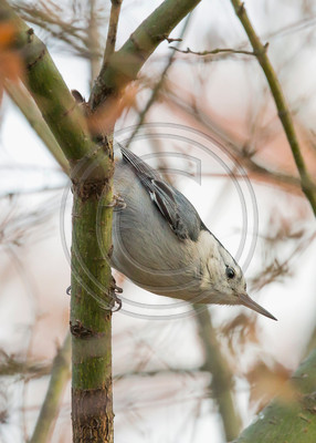 White-breasted nuthatch in classic downward pose (Santa Rosa, CA)