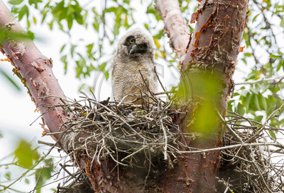 Stygian owlet, Cuba