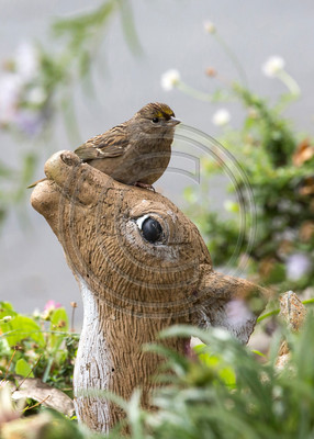 Thanks for the Heads-up! Golden-crowned sparrow