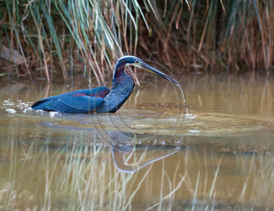Agami heron, Costa Rica