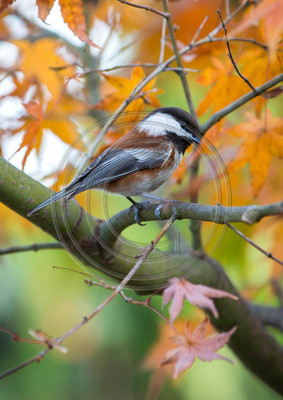 Fall Colors - Chestnut-backed chickadee in maple tree