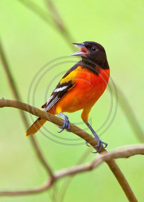 Baltimore oriole, Costa Rica